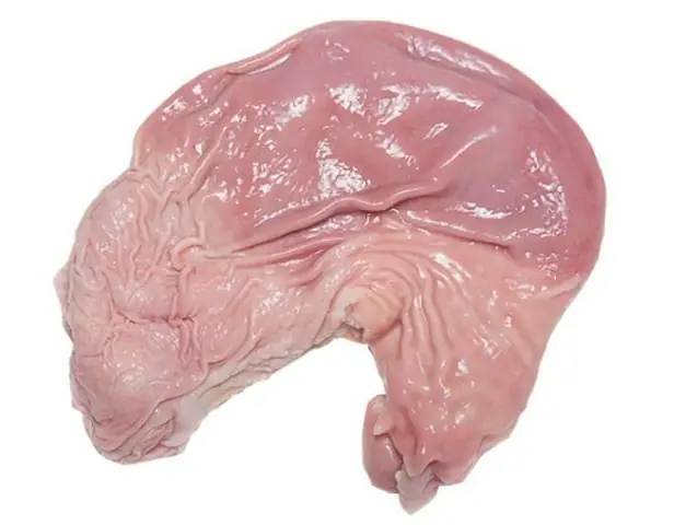 Tham Khảo Giá Bao Tử Heo (dạ Dày Heo) Bao Nhiêu 1kg Cho Người Mua Lẻ Và Sỉ