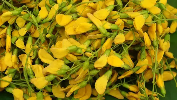 Bà Bầu Ăn Bông Điên Điển Được Không Và Lưu Ý An Toàn Khi Dùng