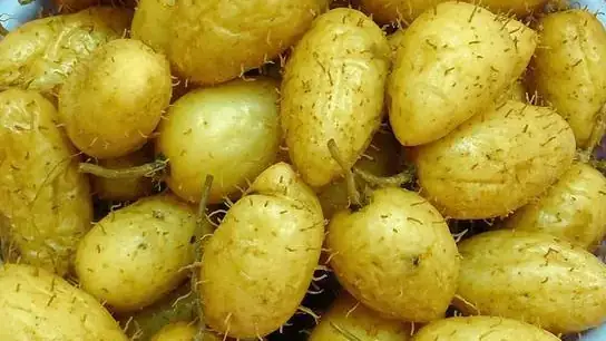 Bầu Ăn Củ Lùn Được Không? Lợi Ích Dinh Dưỡng Và Lưu Ý An Toàn Cho Mẹ Bầu