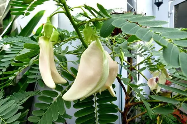 Tìm Hiểu Tác Dụng Của Bông So Đũa: Lợi Ích Sức Khỏe, Giá Trị Dinh Dưỡng Và Món Ngon Từ Hoa So Đũa
