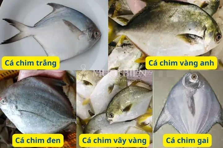 Tìm Hiểu Cá Chim Biển Loại Nào Ngon Nhất Và Phân Biệt Các Loại Cho Bà Nội Trợ