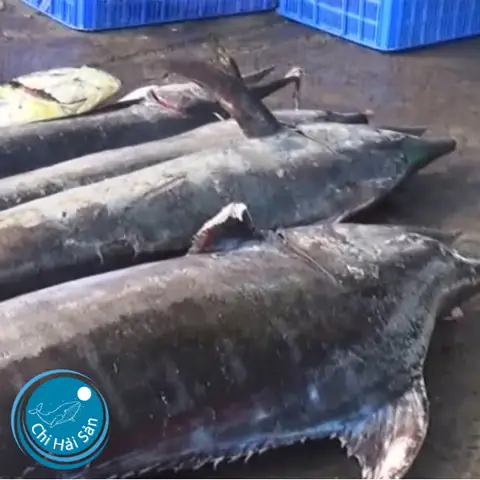 Giải Đáp Cá Cờ Là Cá Gì: Khám Phá Cá Cờ Biển Và Cá Cờ Nước Ngọt
