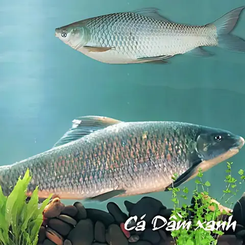 Cá Dầm Là Cá Gì? Giải Nghĩa Các Loài Cá Dầm Trong Ẩm Thực Và Đặc Sản Việt Nam