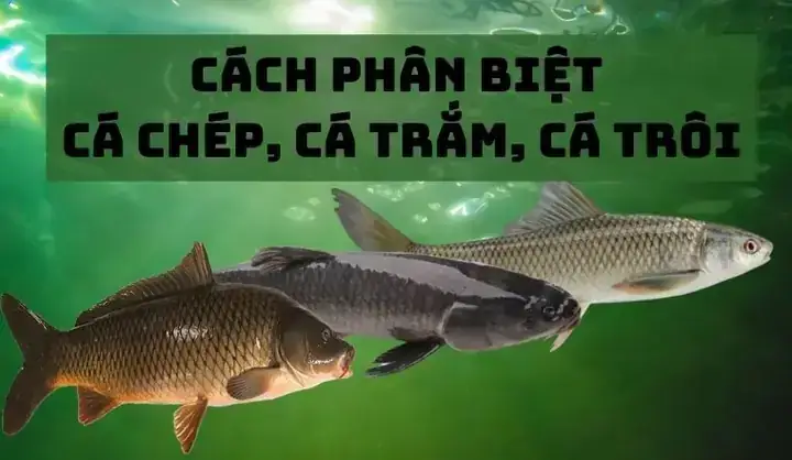 Phân Biệt Cá Gáy Và Cá Chép: Mối Quan Hệ Tên Gọi Và Đặc Điểm Loài Phân Biệt Cá Gáy Và Cá Chép: Mối Quan Hệ Tên Gọi Và Đặc Điểm Loài