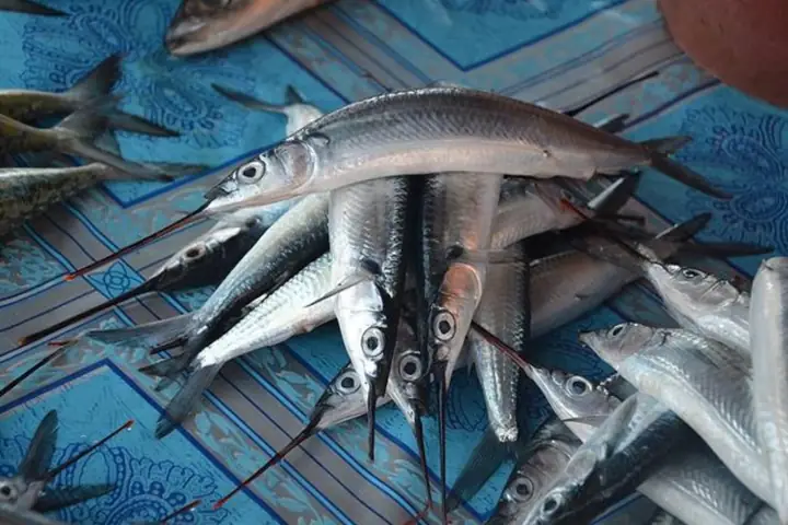 Tìm Hiểu Cá Lìm Kìm Nước Ngọt: Đặc Điểm, Phân Bố Và Khác Biệt So Với Cá Lìm Kìm Nước Lợ Tìm Hiểu Cá Lìm Kìm Nước Ngọt: Đặc Điểm, Phân Bố Và Khác Biệt So Với Cá Lìm Kìm Nước Lợ