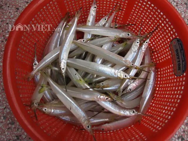 Tìm Hiểu Cá Lìm Kìm Nước Ngọt: Đặc Điểm, Phân Bố Và Khác Biệt So Với Cá Lìm Kìm Nước Lợ Tìm Hiểu Cá Lìm Kìm Nước Ngọt: Đặc Điểm, Phân Bố Và Khác Biệt So Với Cá Lìm Kìm Nước Lợ