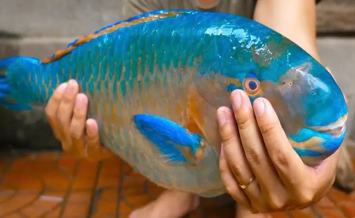 Cá Mó Là Cá Gì? Khám Phá Đặc Điểm, Dinh Dưỡng Và Món Ngon Từ Loài Cá Vẹt Biển