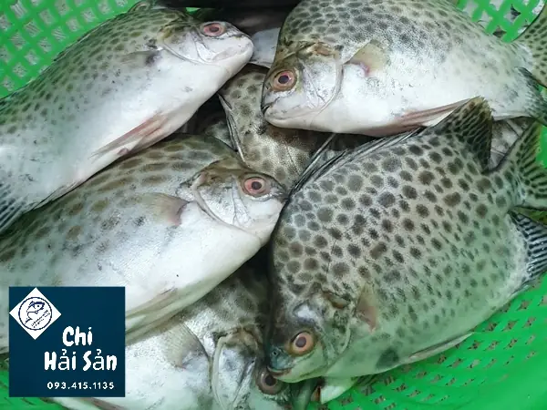 Cập Nhật Giá Cá Nâu Bao Nhiêu 1kg Mới Nhất Theo Size Và Độ Tươi Tại Cà Mau