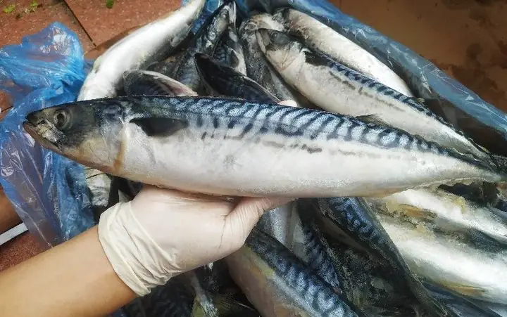 Giải Đáp Cá Saba Là Cá Gì (cá Thu Nhật): Đặc Điểm, Phân Biệt Cá Nục Bông Và Giá Thị Trường