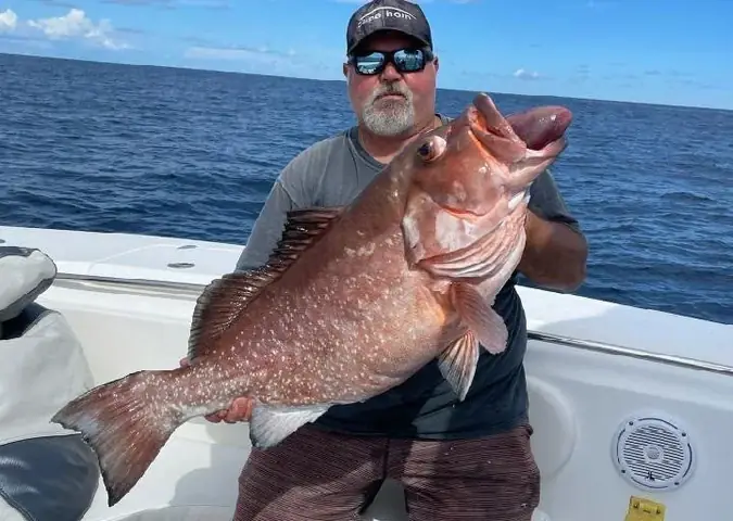 Tìm Hiểu Cá Song Tiếng Anh Là Gì: Nghĩa Grouper (cá Mú) Dành Cho Người Học Tiếng Anh
