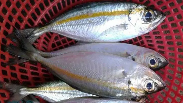 Cá Trác Là Cá Gì? Định Nghĩa, Phân Biệt Với Cá Bạc Má, Cá Ngân Và Giá Bán Cá Trác Là Cá Gì? Định Nghĩa, Phân Biệt Với Cá Bạc Má, Cá Ngân Và Giá Bán