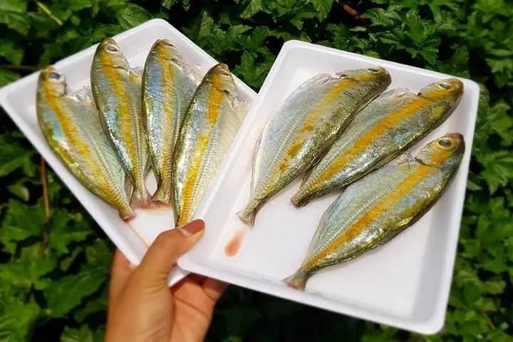 Cá Trác Là Cá Gì? Định Nghĩa, Phân Biệt Với Cá Bạc Má, Cá Ngân Và Giá Bán Cá Trác Là Cá Gì? Định Nghĩa, Phân Biệt Với Cá Bạc Má, Cá Ngân Và Giá Bán