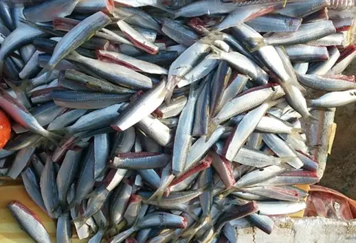 Cập Nhật Giá Cá Trích Tươi Bao Nhiêu 1kg Và Nơi Mua Uy Tín