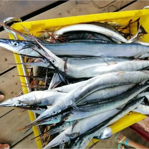 Cập Nhật Giá Cá Xương Xanh 1kg Tươi, Khô Và Mẹo Mua Uy Tín Cập Nhật Giá Cá Xương Xanh 1kg Tươi, Khô Và Mẹo Mua Uy Tín