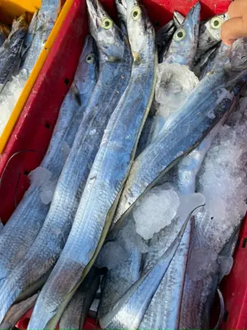 Cập Nhật Giá Cá Xương Xanh 1kg Tươi, Khô Và Mẹo Mua Uy Tín Cập Nhật Giá Cá Xương Xanh 1kg Tươi, Khô Và Mẹo Mua Uy Tín