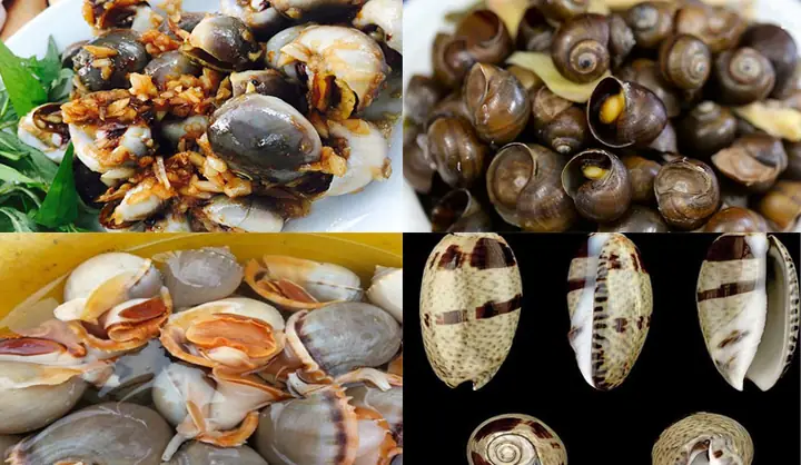 Khám Phá Các Loại Ốc Ăn Được Tại Việt Nam: Phân Loại Ốc Biển, Ốc Nước Ngọt Và Ốc Sên Cho Người Yêu Thích Ẩm Thực