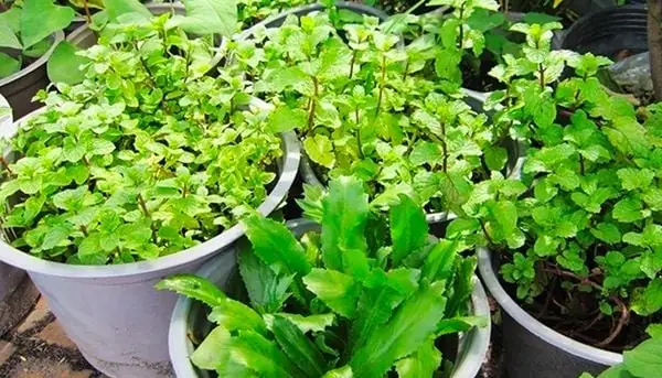 Tổng Hợp Các Loại Rau Gia Vị (rau Thơm) Phổ Biến Tại Việt Nam Và Công Dụng