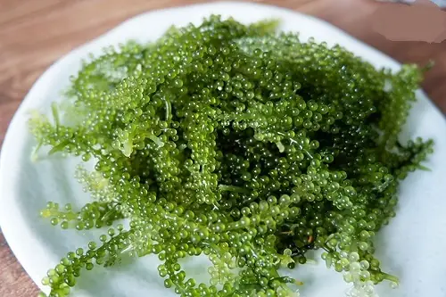 Tổng Hợp Các Loại Rong Biển Ăn Được Phổ Biến Trong Ẩm Thực Hàng Ngày