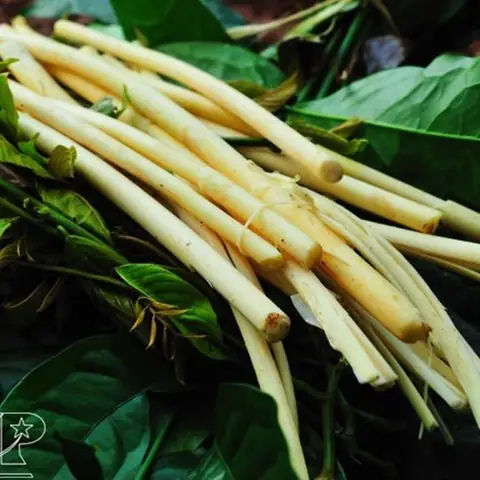 Hướng Dẫn Cách Sơ Chế Và Chế Biến Đọt Mây Đắng, Ngọt Đúng Chuẩn Từ A Đến Z