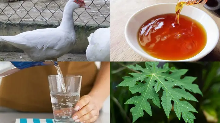 Hướng Dẫn Chi Tiết Cách Đánh Tiết Canh Ngan Bằng Nước Mắm Chuẩn Tỷ Lệ Không Tanh Hướng Dẫn Chi Tiết Cách Đánh Tiết Canh Ngan Bằng Nước Mắm Chuẩn Tỷ Lệ Không Tanh