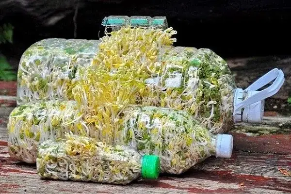 Cách Làm Giá Đỗ Số Lượng Nhiều Tại Nhà Bằng Hệ Thống Nhiều Tầng Và Thùng Xốp Cách Làm Giá Đỗ Số Lượng Nhiều Tại Nhà Bằng Hệ Thống Nhiều Tầng Và Thùng Xốp