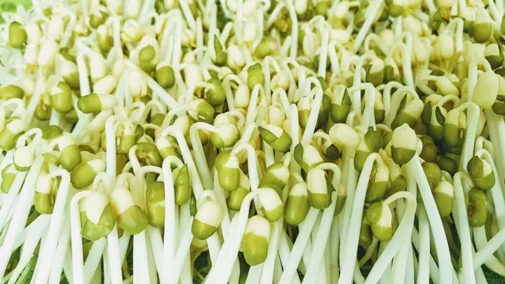 Cách Làm Giá Đỗ Số Lượng Nhiều Tại Nhà Bằng Hệ Thống Nhiều Tầng Và Thùng Xốp Cách Làm Giá Đỗ Số Lượng Nhiều Tại Nhà Bằng Hệ Thống Nhiều Tầng Và Thùng Xốp