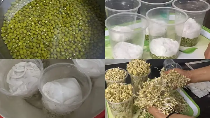 Cách Làm Giá Đỗ Số Lượng Nhiều Tại Nhà Bằng Hệ Thống Nhiều Tầng Và Thùng Xốp Cách Làm Giá Đỗ Số Lượng Nhiều Tại Nhà Bằng Hệ Thống Nhiều Tầng Và Thùng Xốp