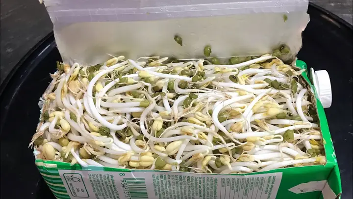 Cách Làm Giá Đỗ Số Lượng Nhiều Tại Nhà Bằng Hệ Thống Nhiều Tầng Và Thùng Xốp Cách Làm Giá Đỗ Số Lượng Nhiều Tại Nhà Bằng Hệ Thống Nhiều Tầng Và Thùng Xốp
