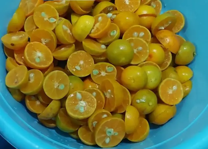 Hướng Dẫn Chi Tiết Cách Làm Mứt Tắc Xí Muội Dẻo Thơm Không Bị Đắng Tại Nhà Hướng Dẫn Chi Tiết Cách Làm Mứt Tắc Xí Muội Dẻo Thơm Không Bị Đắng Tại Nhà
