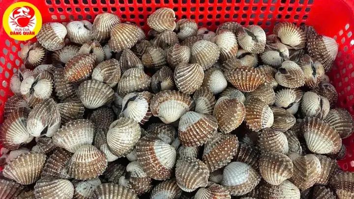 Cách Làm Sạch Sò Huyết Tại Nhà: Loại Bỏ Cát, Rong Rêu Và Làm Trắng Vỏ Hiệu Quả