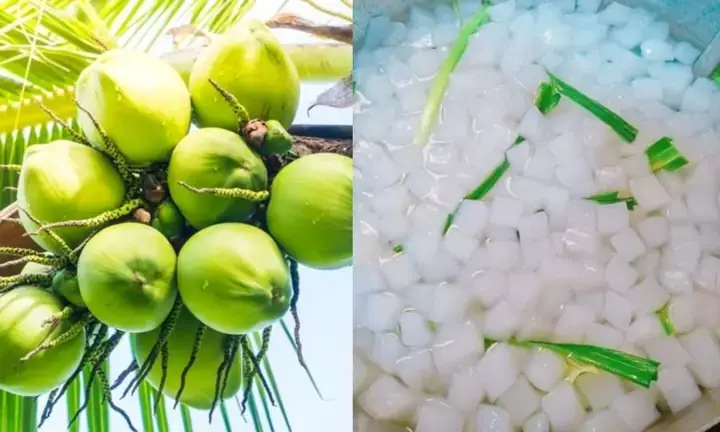 Hướng Dẫn Cách Làm Thạch Dừa Bến Tre Giòn Ngon Tại Nhà
