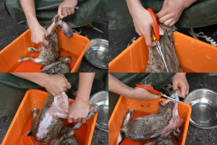 Hướng Dẫn Chi Tiết Cách Làm Thịt Thỏ Sống Sạch Lông, Khử Mùi Tại Nhà