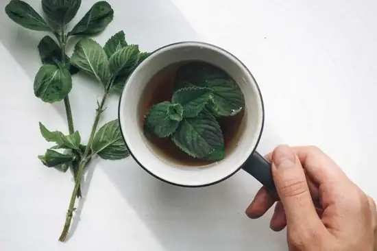 Hướng Dẫn Chi Tiết Cách Làm Trà Quất Bạc Hà Tại Nhà Thơm Mát Giải Nhiệt Hướng Dẫn Chi Tiết Cách Làm Trà Quất Bạc Hà Tại Nhà Thơm Mát Giải Nhiệt