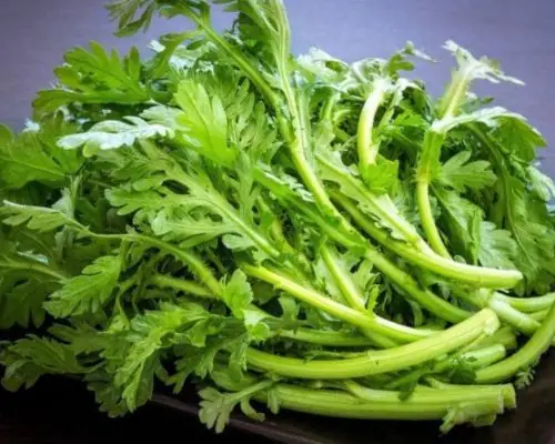 Hướng Dẫn Cách Lặt Rau Cải Cúc Nhanh Gọn Cho Người Mới Bắt Đầu