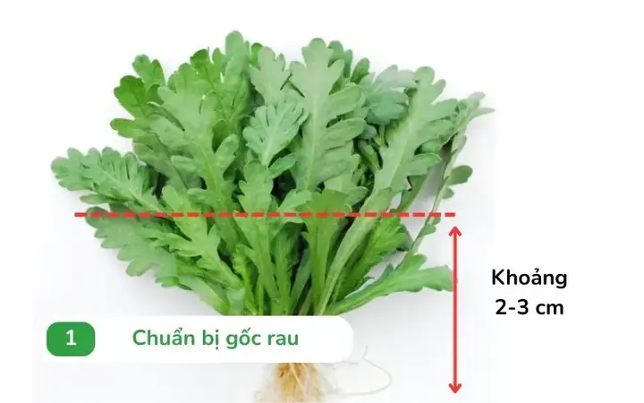 Hướng Dẫn Cách Lặt Rau Tần Ô (cải Cúc) Đúng Chuẩn Cho Người Vụng Về Hướng Dẫn Cách Lặt Rau Tần Ô (cải Cúc) Đúng Chuẩn Cho Người Vụng Về