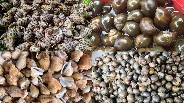 Cách Lấy Ruột Ốc Sống: Hướng Dẫn Tách Thịt Nguyên Con Không Nát Cho Người Nội Trợ Cách Lấy Ruột Ốc Sống: Hướng Dẫn Tách Thịt Nguyên Con Không Nát Cho Người Nội Trợ