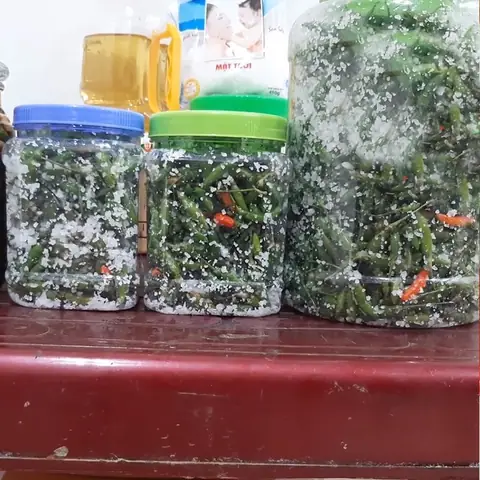 Cách Ngâm Ớt Với Nước Muối Giòn Ngon Và Bảo Quản Lâu Tại Nhà Cách Ngâm Ớt Với Nước Muối Giòn Ngon Và Bảo Quản Lâu Tại Nhà