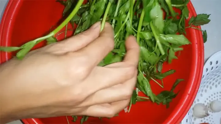 Hướng Dẫn Chi Tiết Cách Nhặt (lặt) Rau Cần Tây Đúng Chuẩn, Sạch Sẽ Và Giữ Trọn Dưỡng Chất