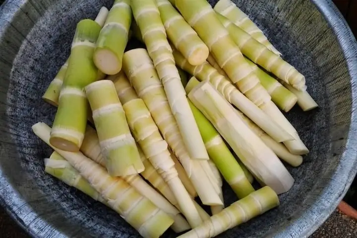 Hướng Dẫn Các Cách Sơ Chế Măng Tươi Không Đắng, Giòn Ngon Và An Toàn Tại Nhà Hướng Dẫn Các Cách Sơ Chế Măng Tươi Không Đắng, Giòn Ngon Và An Toàn Tại Nhà