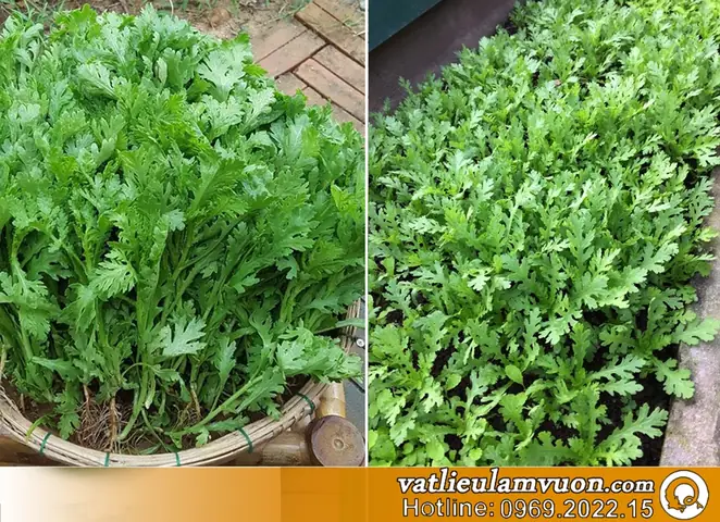 Làm Rõ Cải Cúc Và Tần Ô: Từ Đồng Nghĩa Vùng Miền Của Một Loại Rau Họ Cúc Làm Rõ Cải Cúc Và Tần Ô: Từ Đồng Nghĩa Vùng Miền Của Một Loại Rau Họ Cúc
