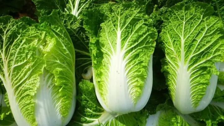 Cải Thảo Luộc Bao Nhiêu Calo Và Có Giúp Giảm Cân Hiệu Quả Cho Người Ăn Kiêng?