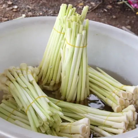 Tìm Hiểu Cây Bồn Bồn Là Cây Gì: Đặc Điểm, Tên Gọi Khác Và Các Món Ngon Từ Loài Thủy Sinh Họ Cỏ Nến Tìm Hiểu Cây Bồn Bồn Là Cây Gì: Đặc Điểm, Tên Gọi Khác Và Các Món Ngon Từ Loài Thủy Sinh Họ Cỏ Nến