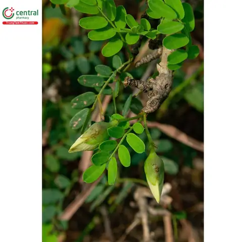 Tìm Hiểu Cây Bồn Bồn Là Cây Gì: Đặc Điểm, Tên Gọi Khác Và Các Món Ngon Từ Loài Thủy Sinh Họ Cỏ Nến Tìm Hiểu Cây Bồn Bồn Là Cây Gì: Đặc Điểm, Tên Gọi Khác Và Các Món Ngon Từ Loài Thủy Sinh Họ Cỏ Nến