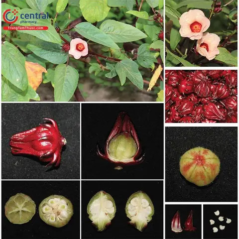 Phân Loại Cây Bụp Giấm (atiso Đỏ): Các Loại Phổ Biến Và Đặc Điểm Nhận Biết Phân Loại Cây Bụp Giấm (atiso Đỏ): Các Loại Phổ Biến Và Đặc Điểm Nhận Biết