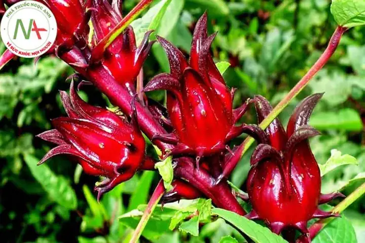 Phân Loại Cây Bụp Giấm (atiso Đỏ): Các Loại Phổ Biến Và Đặc Điểm Nhận Biết Phân Loại Cây Bụp Giấm (atiso Đỏ): Các Loại Phổ Biến Và Đặc Điểm Nhận Biết