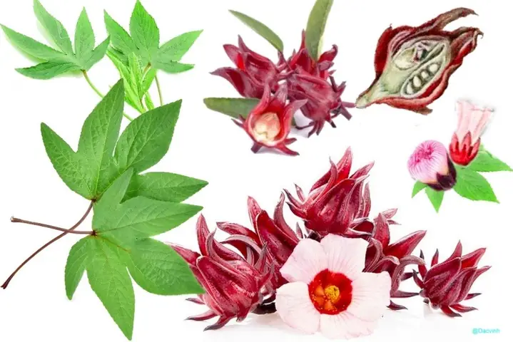 Nhận Diện Cây Bụp Giấm Lá Đỏ (hibiscus Lá Đỏ): Đặc Điểm, Phân Biệt Và Nơi Mua Cho Người Yêu Cây Cảnh