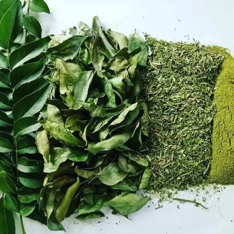 Tìm Hiểu Cây Cà Ri Ấn Độ (hương Nhu Ấn Độ): Đặc Điểm, Nguồn Gốc Và Cách Nhận Biết Cho Người Mới Trồng