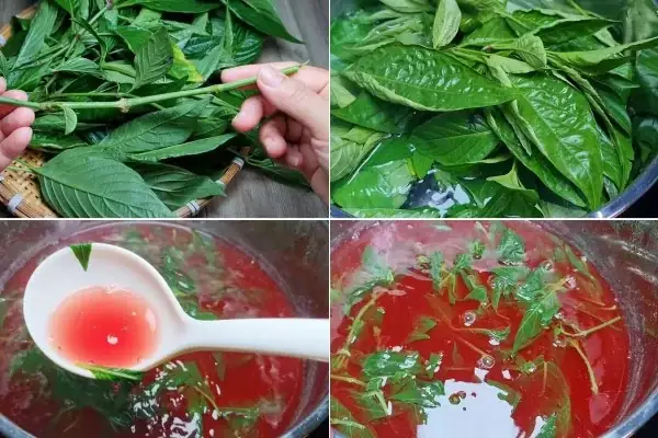 Cách Nấu Xôi Lá Cẩm Từ Cây Lá Cẩm Tươi Đơn Giản Tại Nhà