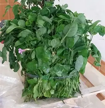 Tìm Hiểu Cây Rau Ngót Nhật Bản: Đặc Điểm, Lợi Ích Và Cách Trồng Tại Nhà Tìm Hiểu Cây Rau Ngót Nhật Bản: Đặc Điểm, Lợi Ích Và Cách Trồng Tại Nhà