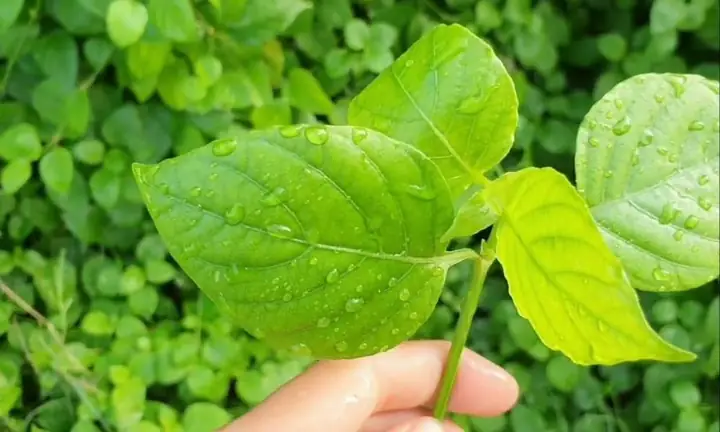 Tìm Hiểu Cây Rau Ngót Nhật Bản: Đặc Điểm, Lợi Ích Và Cách Trồng Tại Nhà Tìm Hiểu Cây Rau Ngót Nhật Bản: Đặc Điểm, Lợi Ích Và Cách Trồng Tại Nhà
